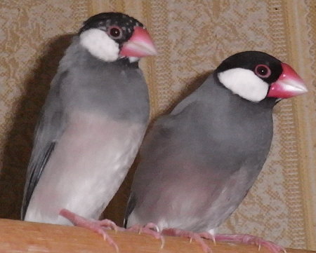 地味文鳥と天才文鳥
