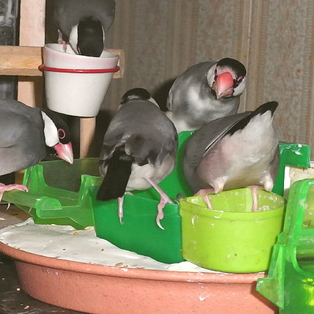 エサ場に群がる文鳥たち