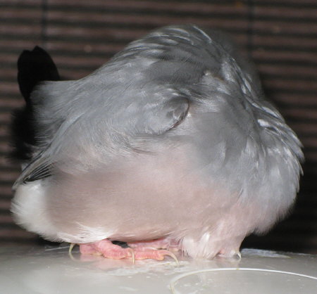 文鳥の温かそうな胴体(イブ)