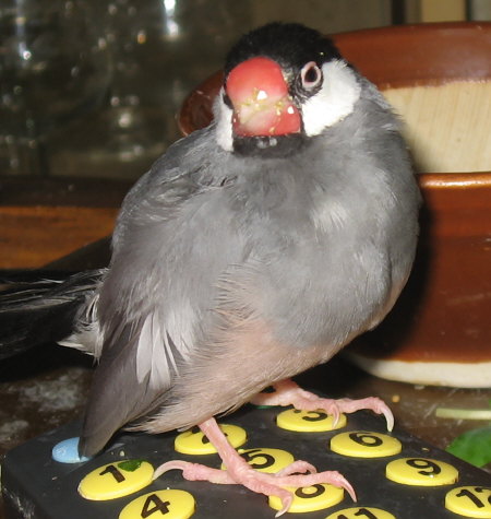 食べてまどろむ病の文鳥(オッキ)