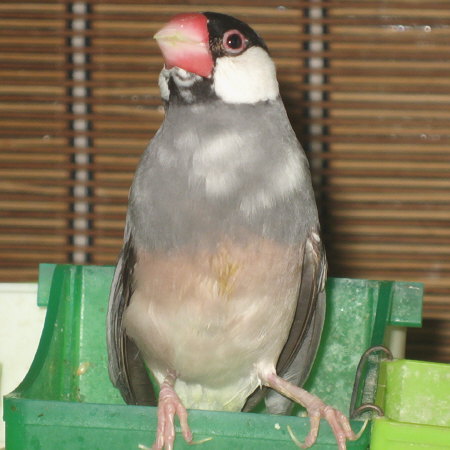 ゴンナ様