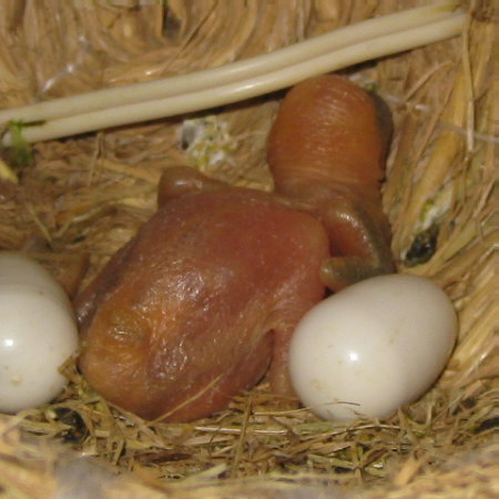孵化7日目の文鳥ヒナ