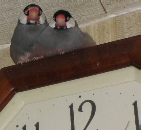 掛け時計でくつろぐ文鳥夫婦(ハル・エコ)