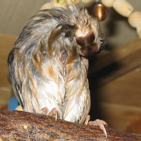孵化39日目の文鳥ヒナ(マナツ)