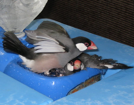 水浴び中を襲う文鳥(テン・カナ)