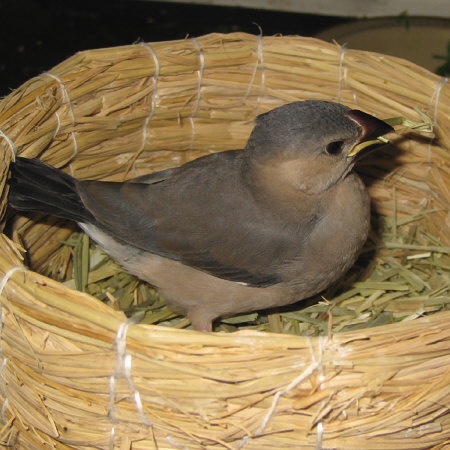 孵化31日目の文鳥ヒナ（マナツ）
