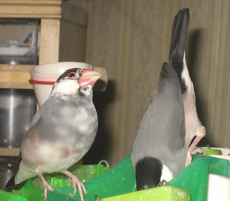 シードを食べるデコ・コウ夫妻
