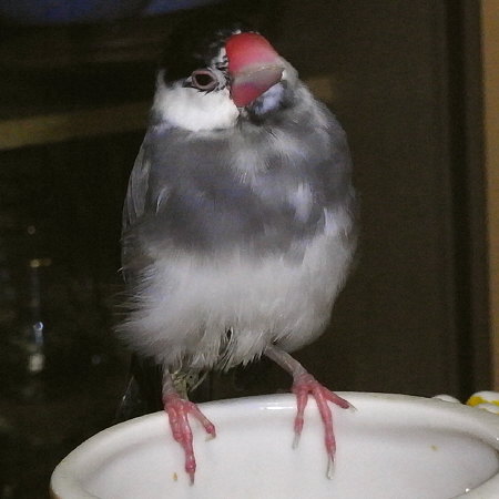 高齢な文鳥(ノロ)