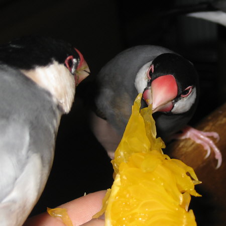 紅八朔を食べる文鳥(トミ)