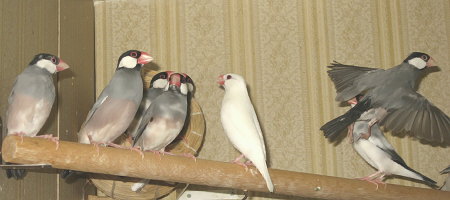 初放鳥に戸惑うカエ(左端)
