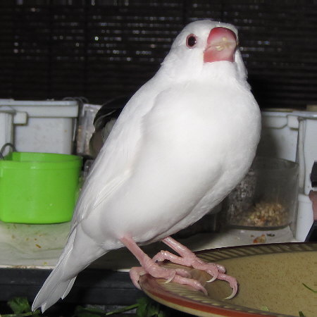 ５歳半のメスの白文鳥（ミナ）