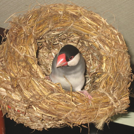 つぼ巣を破壊する文鳥