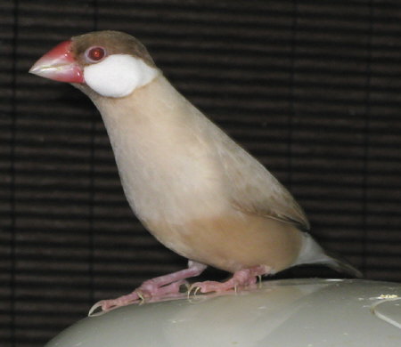 おっかなびっくりなシナモン文鳥(ニッキ)