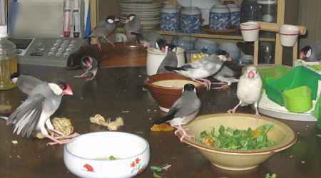 いつもどおりの文鳥たち