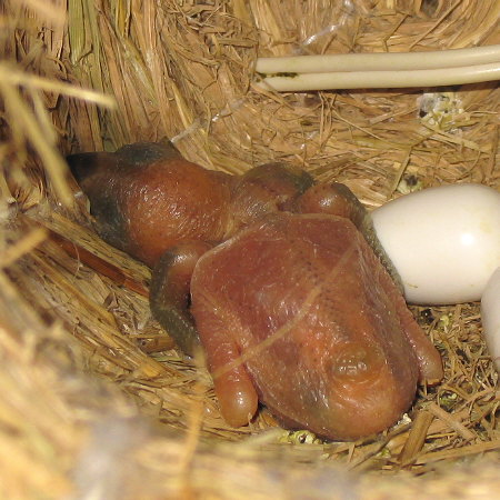 孵化8日目の文鳥ヒナ