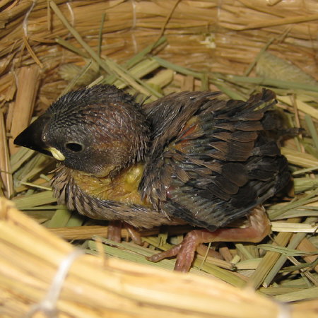 孵化18日目の文鳥ヒナ(トミ)1