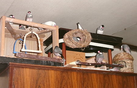 待機中の文鳥諸君