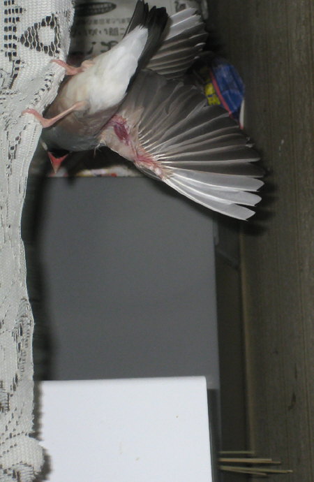 目敏い文鳥（キュー）