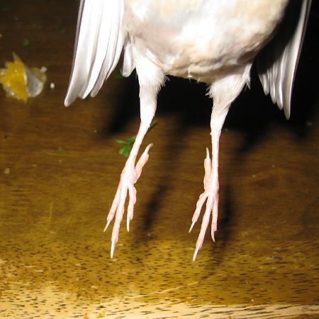 カメラを構えると飛んでくる若文鳥の図(マナツ)