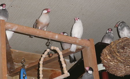 微妙な距離を保たれるシナモン文鳥