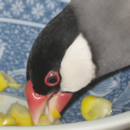 真剣に食べる文鳥の図
