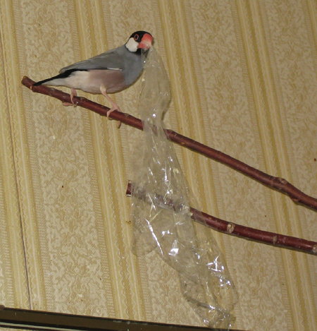 ラップをくわえた文鳥(ポン)