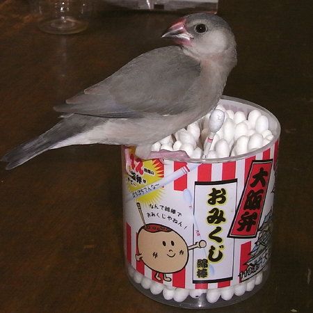 おみくじ綿棒と文鳥ヒナ(ノコリ)