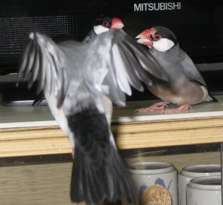 オスにさえずるオス文鳥(キュー・ハル)