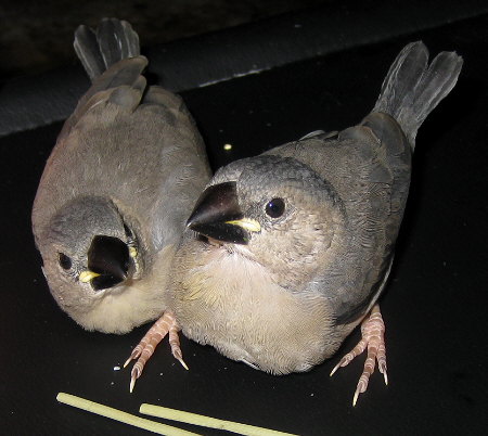 孵化26・27日目の文鳥ヒナ