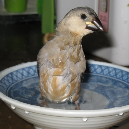 孵化32日目の文鳥ヒナ(クリ)