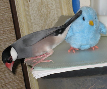 ヒヨコ玩具と文鳥(ポン)