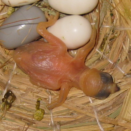孵化4日目の文鳥(ノ)