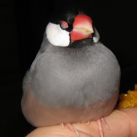 指の上でくつろぐ文鳥(マナツ)