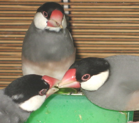 新入り文鳥の教育