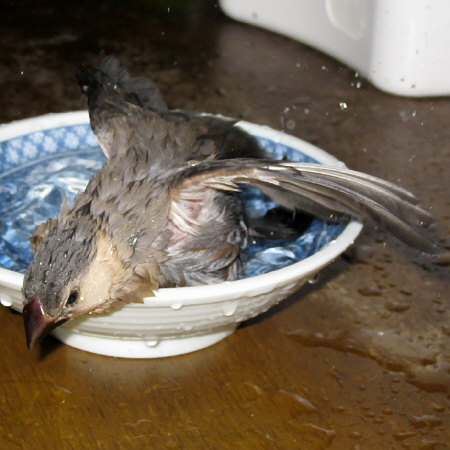 ヒナ文鳥の初水浴び(トミ)