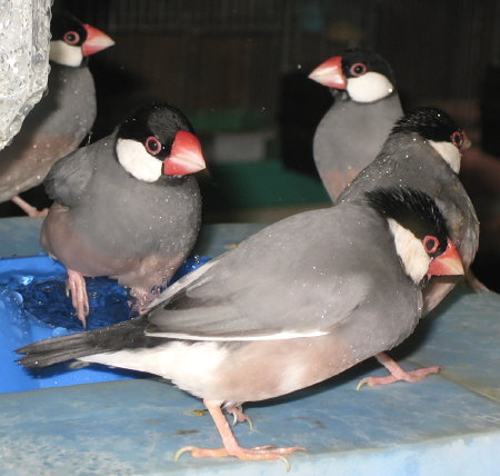 水浴び場の文鳥群像