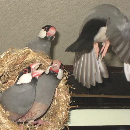 他鳥の夫と巣を占拠するエコ