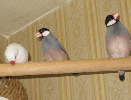 求愛する文鳥(シン・トミ・ノコリ)