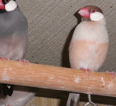 孤高?のシナモン文鳥(ニッキ)