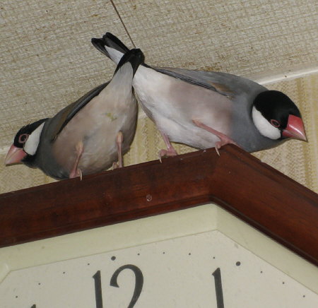 掛け時計を休憩所にする文鳥たち(イッツ・ノッチ)