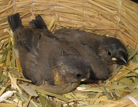 孵化22・23日目の文鳥ヒナ