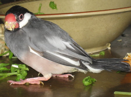 口の周りに食べかすをつけた文鳥(オッキ)