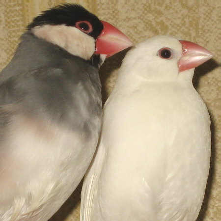 少々頼りない文鳥夫婦