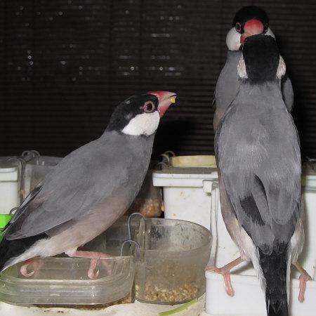 卓上餌場の文鳥たち