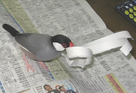 新聞紙運びに励むキュー