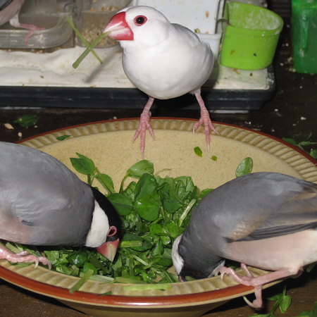 豆苗を食べる文鳥たち