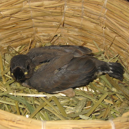 孵化20日目の文鳥ヒナ(マナツ)