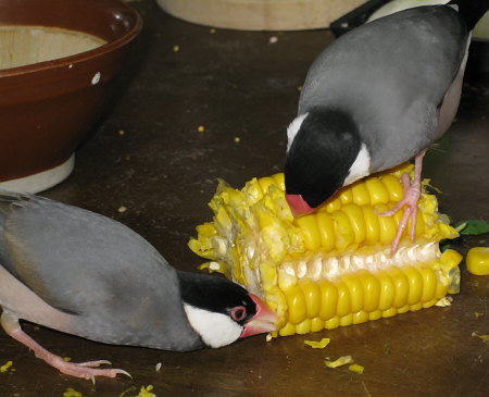トウモロコシを食べる若手の文鳥たち(イッツ・ノッチ)