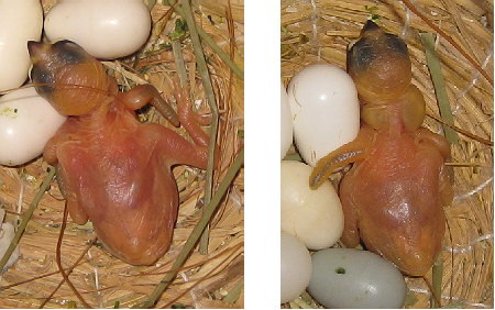 孵化6日目と5日目の文鳥