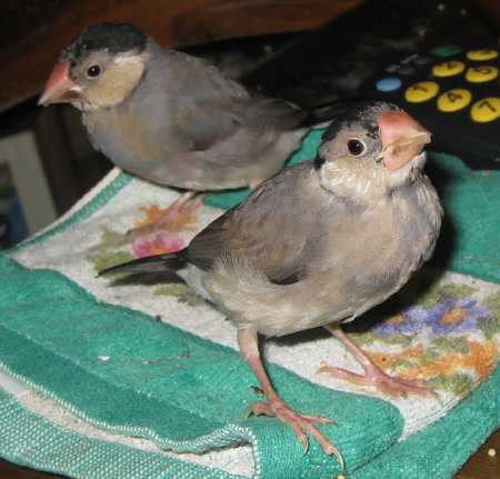 ヒナ換羽中の文鳥たち(ノッチ・イッツ)